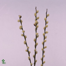 <h4>Salix snow flake</h4>