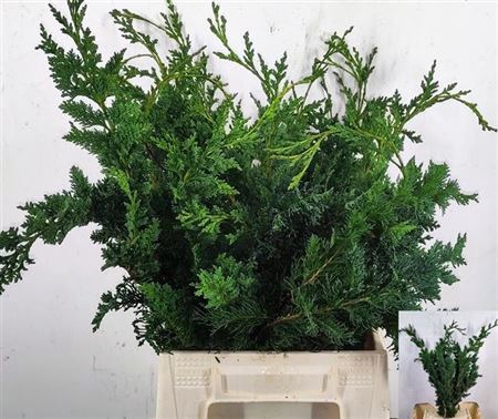 <h4>Chama Lawsoniana Wisselii Meerjarig Extra</h4>