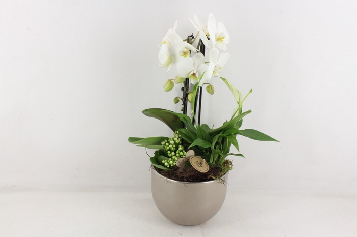 arr2 PL - Ker. Lyn x2 phal. cascade wit