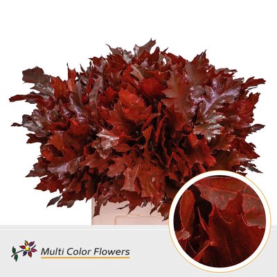 <h4>Leaf quercus (eik) paint red</h4>