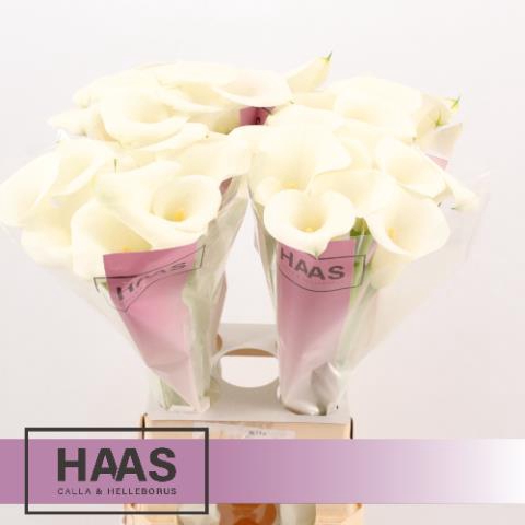<h4>Zantedeschia captain ventura</h4>