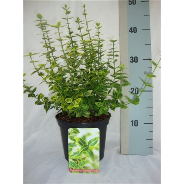 <h4>Euonymus fortunei 'Emerald 'n' Gold'</h4>