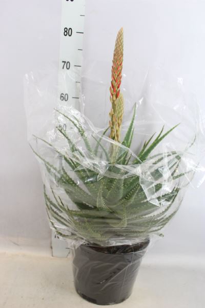 <h4>Aloe arborescens</h4>