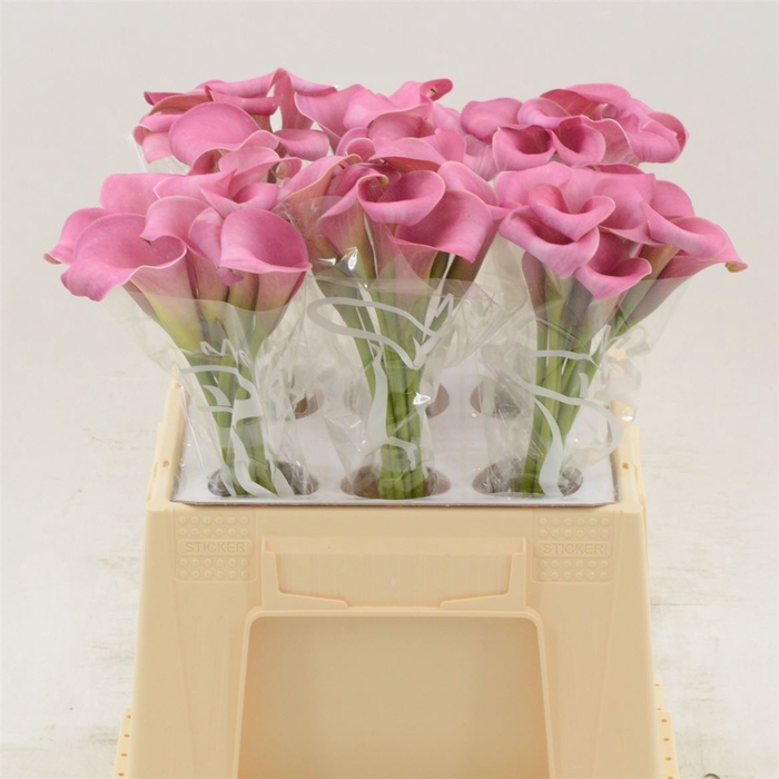 <h4>Calla Sweet Misty</h4>