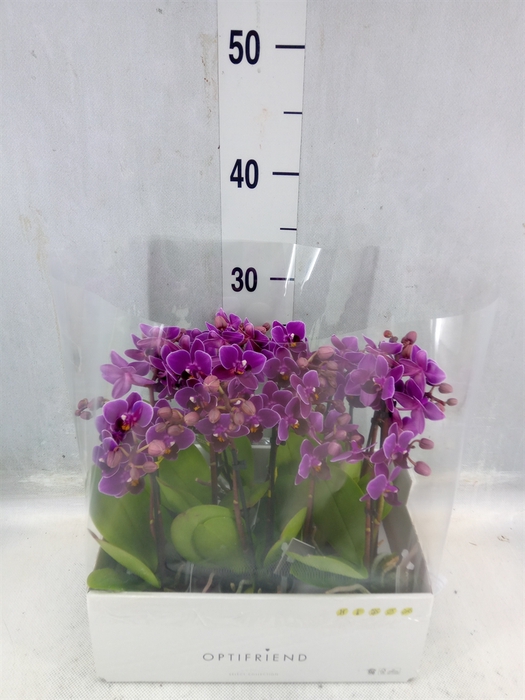 <h4>Phalaenopsis Multi. ...lilac</h4>