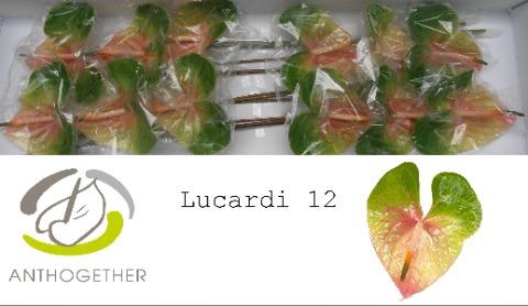 <h4>ANTH A LUCARDI</h4>