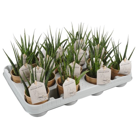 <h4>PTEC2312 Arrangementen kamerplanten</h4>