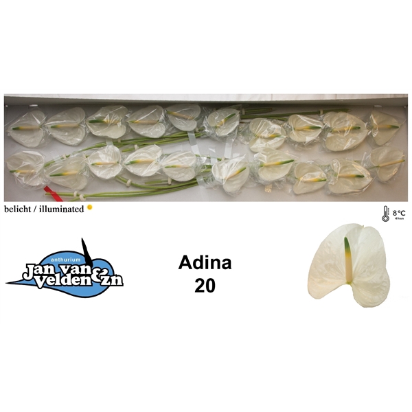 Adina 20