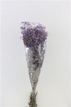 <h4>Pres Gypsophila Dusty Purple Bunch</h4>
