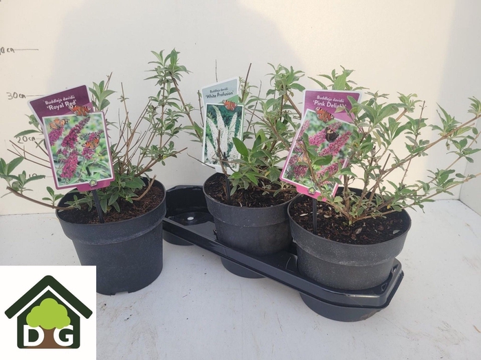 <h4>Buddleja davi. overig</h4>