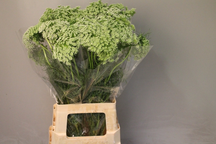 <h4>AMMI VISNAGA</h4>