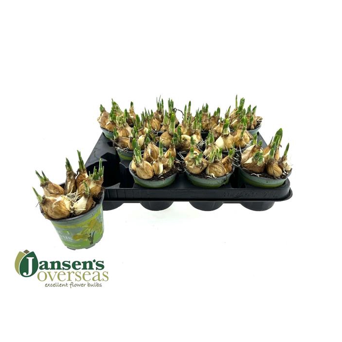 <h4>Narcissus Tete a Tete 10Ø 15cm</h4>