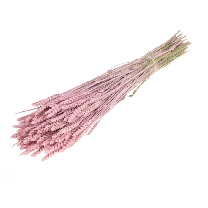 <h4>Tarwe SB pink misty</h4>