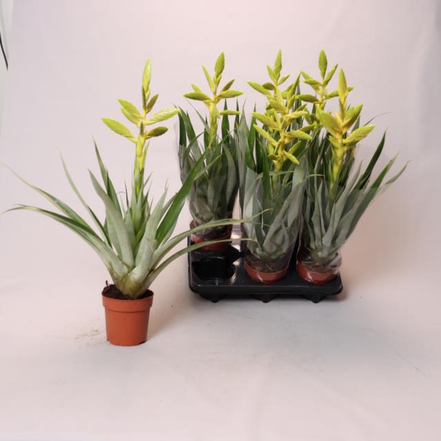 <h4>TILLANDSIA  OERSTEDIANA</h4>