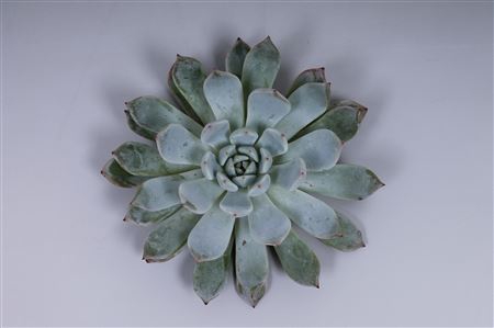 <h4>Echeveria baena cutflower</h4>