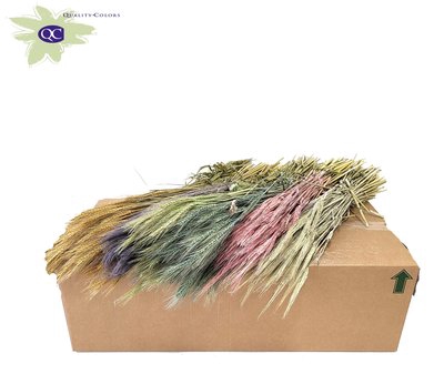 <h4>Hordeum per bunch mixed colors frosted</h4>