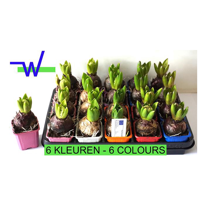 <h4>Hyacinthus mixed 7Ø 15cm 1pp</h4>