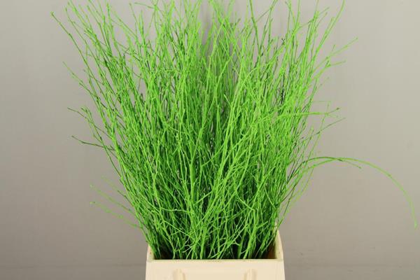 <h4>Betula Bs Paint Apple Greenfst</h4>