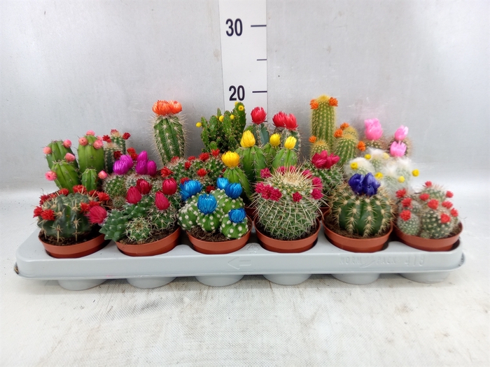 <h4>Cactus ...decorated</h4>