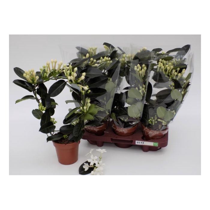<h4>Stephanotis floribunda 12Ø 40cm 9fl</h4>