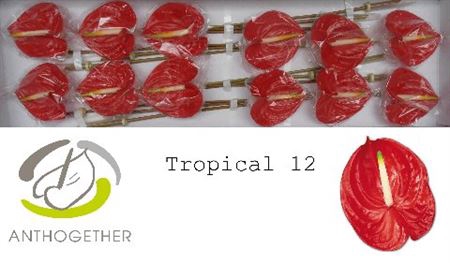 <h4>Anth A Tropical 12</h4>