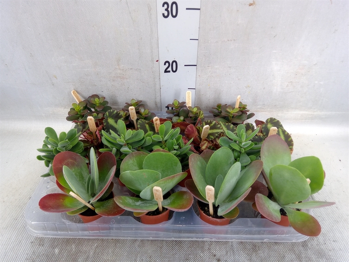 <h4>Planten ..mix</h4>