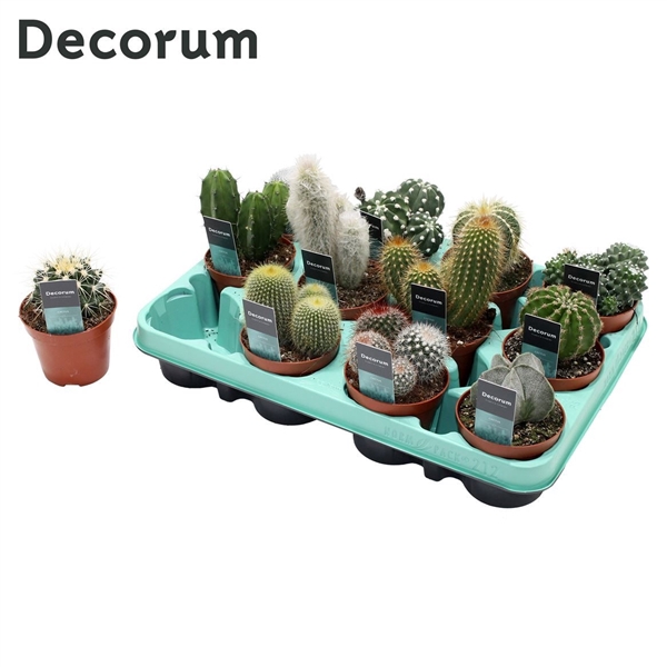 <h4>Cactus Mix (12spc.) (decorum)</h4>