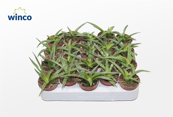 <h4>Agave Victoriae-reginae</h4>