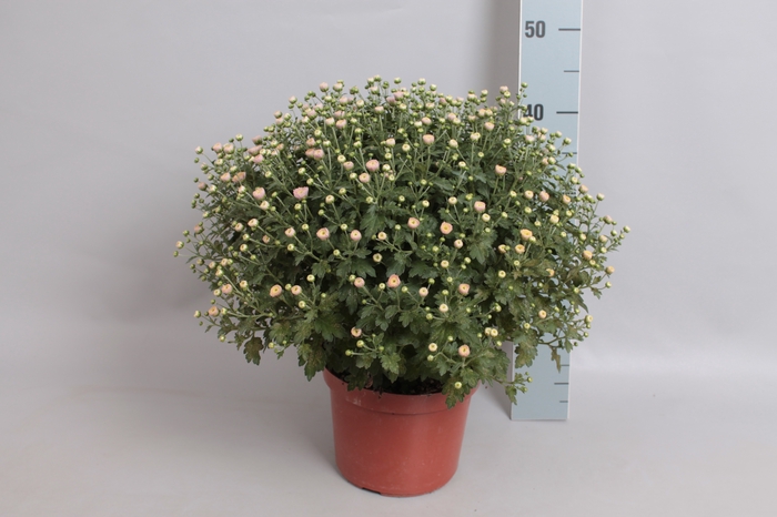 <h4>Bolchrysant jasoda Pink</h4>