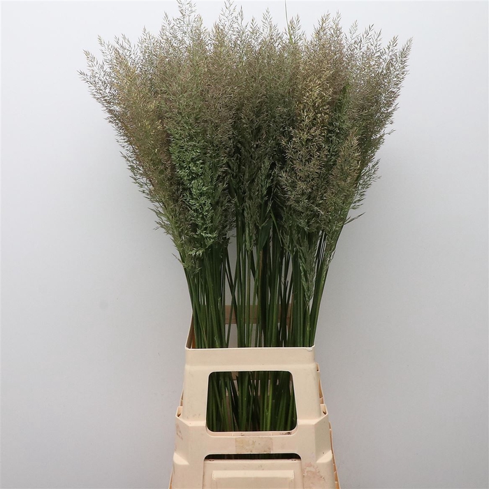 <h4>Calamagrostis Brachy</h4>