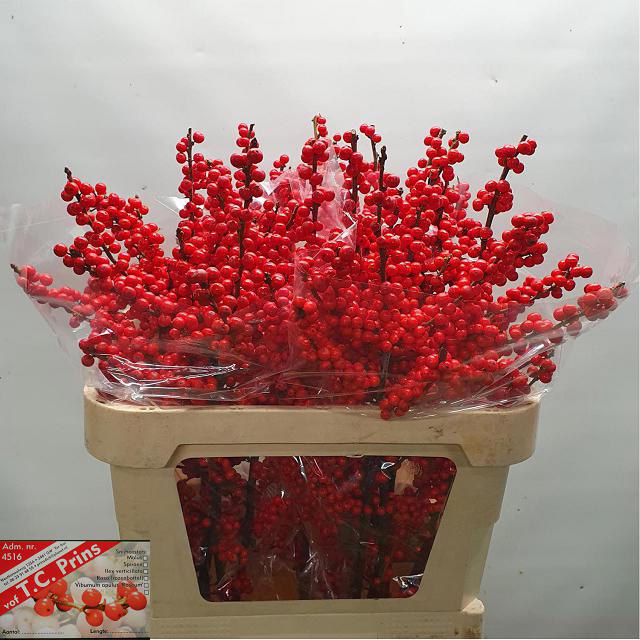 <h4>Ilex verticillata red</h4>