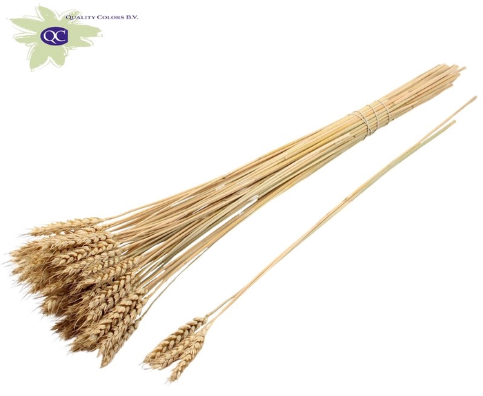 <h4>Triticum 3pc/tuft natural</h4>