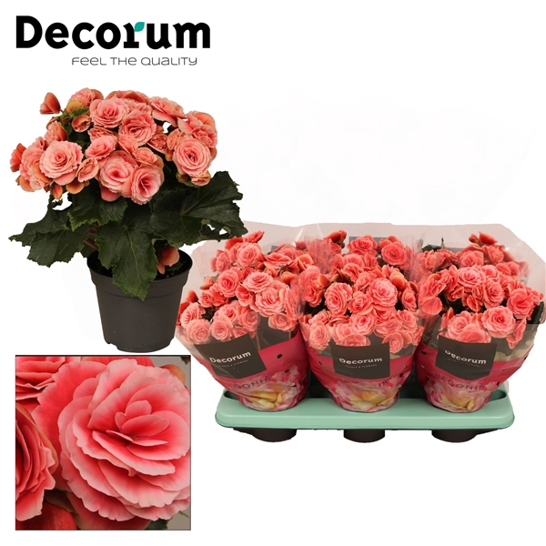 <h4>Begonia ''borias'' rose gevlamd Decorum</h4>