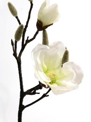 <h4>Silk Magnolia White  43cm Stem</h4>