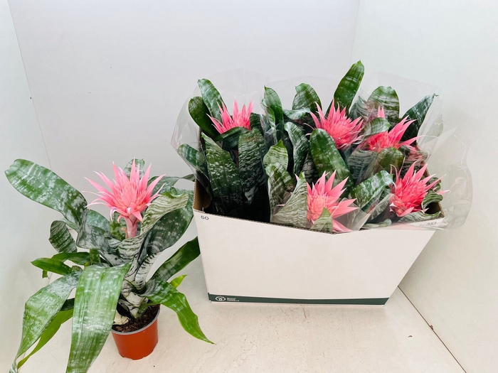 <h4>Aechmea Primera</h4>