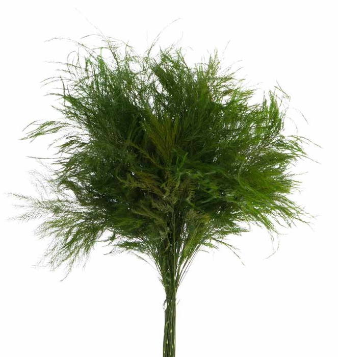 <h4>Tiki Green</h4>