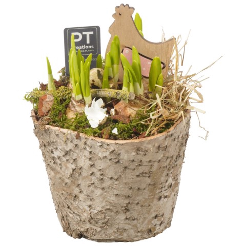 <h4>PTNBP1782 Arrangementen Narcissus (Other Grp) 'Tête-à-Tête'</h4>