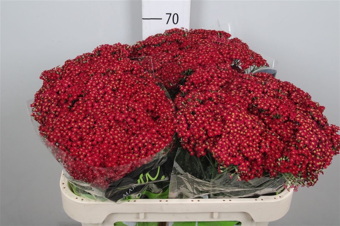 <h4>Achil M Discodip Red</h4>