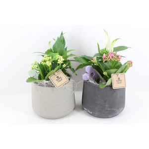 arr2 PL - Ker pot x3 zwart grijs mix
