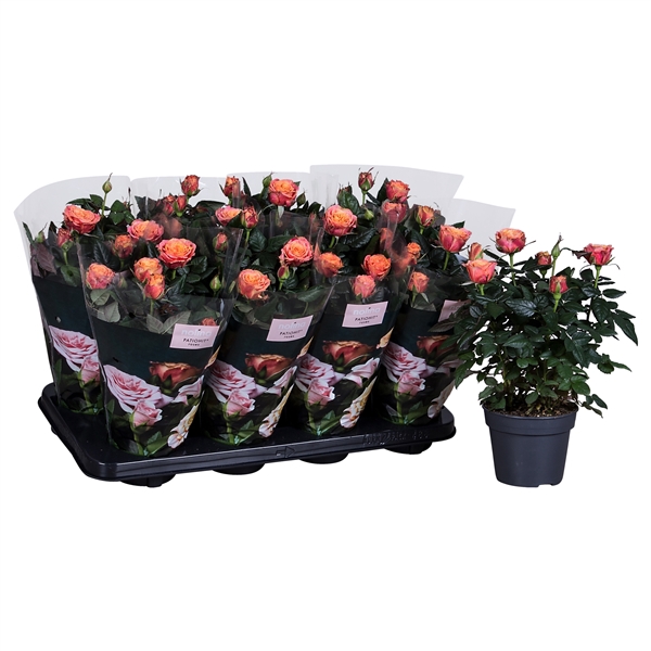 <h4>Nolina Roses Ø 13 cm Orange st. 1-2</h4>