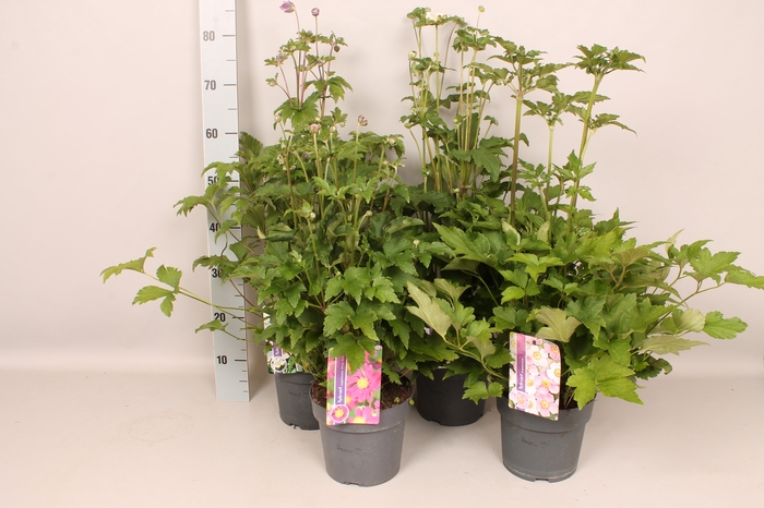 <h4>vaste planten 19 cm  Anemone Diverse</h4>