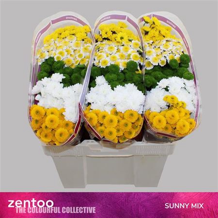 <h4>Chr S Gem Sunny</h4>