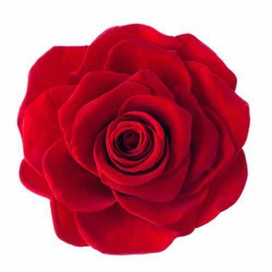 Rose Ines Red