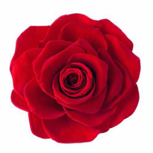 <h4>Rose Magna Red</h4>