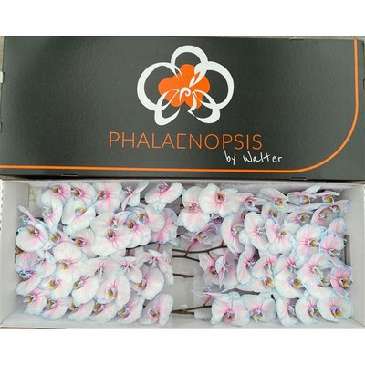 <h4>Phalaenopsis paint bubblegum</h4>