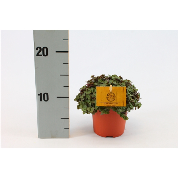 <h4>Callisia Turtle 10,5cm</h4>