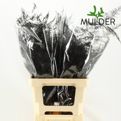 <h4>Leaf asparagus paint black</h4>