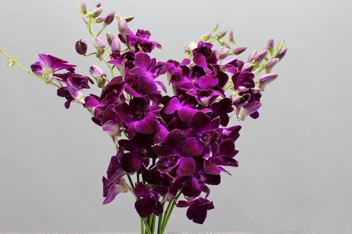 <h4>Dendrobium miss singapore</h4>