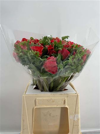 <h4>Anem Mistral+ Red</h4>