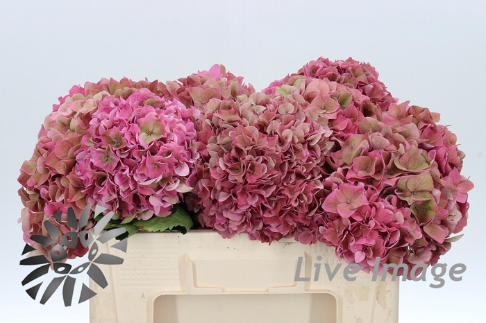 <h4>Hydrangea rodeo classic</h4>
